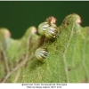 apatura ilia ovum tula